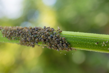 The colony of aphids is eating green plants. Pests in the garden