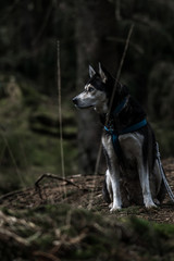 Portrait eines Huskys