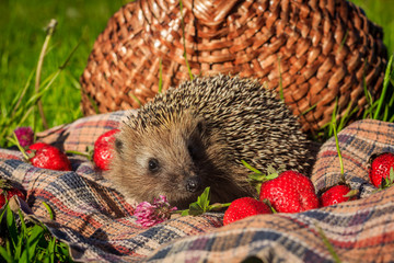 Hedgehog for a walk on the grass