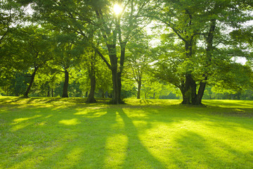 Obraz premium morning park