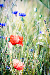 poppy