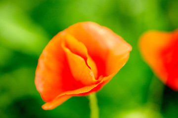 Red poppy flower on green, blured background.