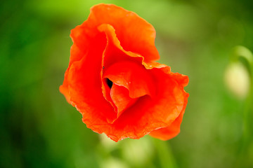 Obraz premium Red poppy flower on green, blured background.