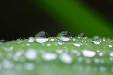 Water dew on green leaves