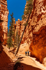 ﻿﻿Hiking the Navajo Trail and the Queens Garden Trail in Bryce Canyon National Park. Navajo...