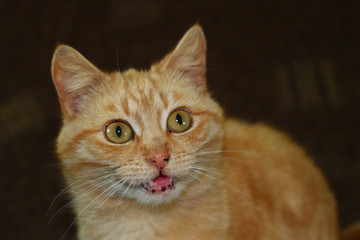 The red cat asks for eating