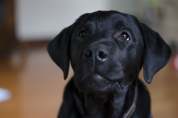 Black lab