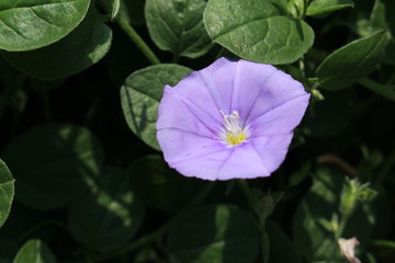 "Blue Rock Bindweed" flower (or Ground Morning Glory) in St. Gallen, Switzerland. Its Latin name is Convolvulus Sabatius (Syn Convolvulus Mauritanicus), native to North Africa.