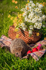 Hedgehog for a walk on the grass