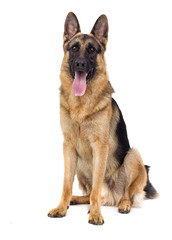 sheepdog breed sitting isolated
