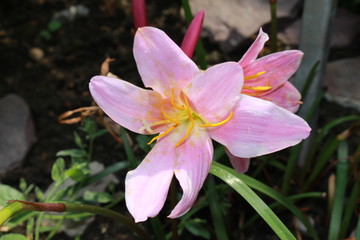 "Rosepink Zephyr Lily" flower (or Pink Rain Lily, Pink Storm Lily) in St. Gallen, Switzerland. Its Latin name is Zephyranthes Grandiflora (Syn Zephyranthes Carinata), native to Central America.