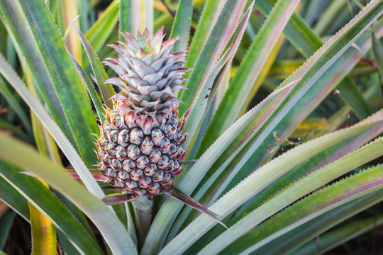 Green Pineapple in the morning Garden Phuket Thailand, Famous fruit, tropical area,On the island near the sea.