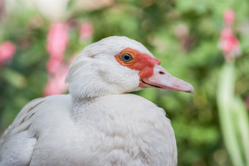 Duck close up portrait , painting like photo of white swan , duck, website material