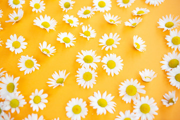 beautiful daisies on an orange background