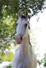 grey marwari colt