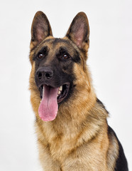 portrait of a sheepdog breed isolated