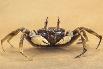 Ghost crab Brown background Ocypode ceratophthalmus from phuket Thailand