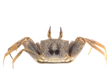 Ghost crab whtite background Ocypode ceratophthalmus from phuket Thailand,Animals, tropical areas.