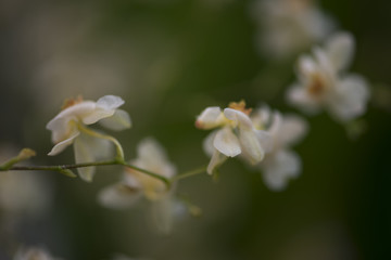 Spray of tiny blurred orchid flowers