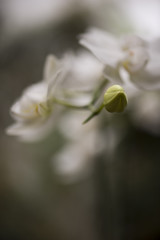 Orchid bud with blurred white flowers in the background