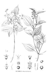 Illustration of plant