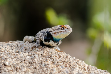 Desert Spiny Lizard (sceloporus magister) on a granite rock, with brightly colored scales, in...