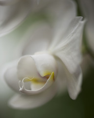 Close-up of large white orchid and bud with blurred background