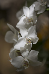 Spray of white orchid flowers with blurred background