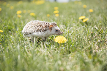 Young hedgehog in grass
