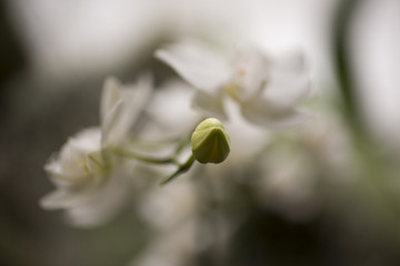Orchid bud with blurred white flowers in the background