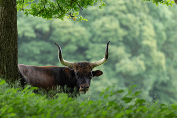 Aurochs, Aurox, heck cattle