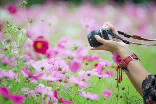 Photographer woman take photo with mirrorless camera.People side view,Young traveler female sightseeing with beautiful cosmos flower background in garden. Travel and Photographer concept.
