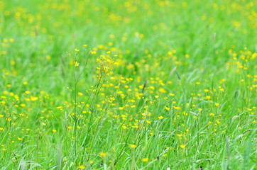 Yellow wildflowers on a green background. Yellow flower in grass. Green meadow.. Yellow on green background.