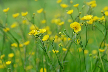Yellow wildflowers on a green background. Yellow flower in grass. Green meadow.. Yellow on green background.