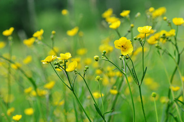 Obraz premium Yellow wildflowers on a green background. Yellow flower in grass. Green meadow.. Yellow on green background.
