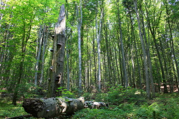 Złamane drzewo pośrodku lasu porośnięte hubą 