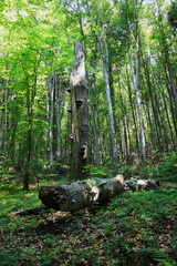 Złamane drzewo porośnięte hubą pośrodku lasu