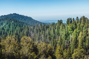 Scenic view at Kings Canyon National Park