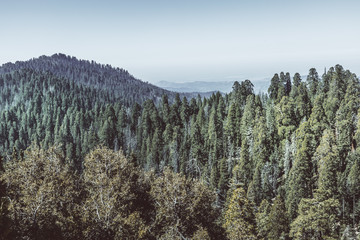 Scenic view at Kings Canyon National Park