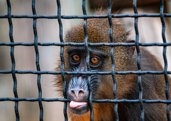 Mandrill behind the fence