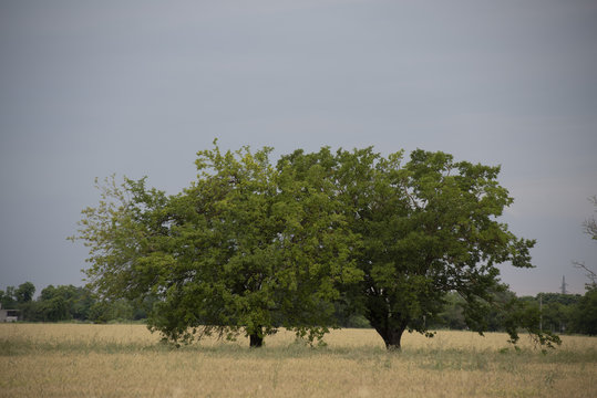 Sembra Africa