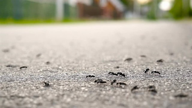 Small ants on the asphalt. Slow motion, macro