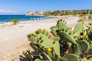 Green opuntia (cactus) growing along beach in Kolymbia. Rhodes island, Greece