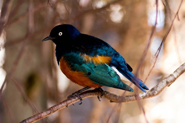 Obraz premium Colorbird bird with bright eyes