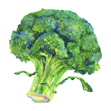 Watercolor painting broccoli on white background. Hand drawn vegetable illustration