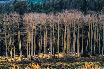 Birch Trees in Utah