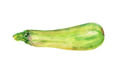 Watercolor squash. Painting zucchini on white background. Hand drawn vegetable illustration