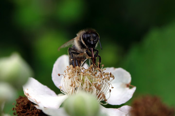 Bee with tongue licking - white blossom -  Stockphoto