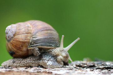 Snail on a green background