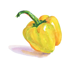 Watercolor yellow paprika on white background. Hand drawn vegetable illustration. Painting bell pepper